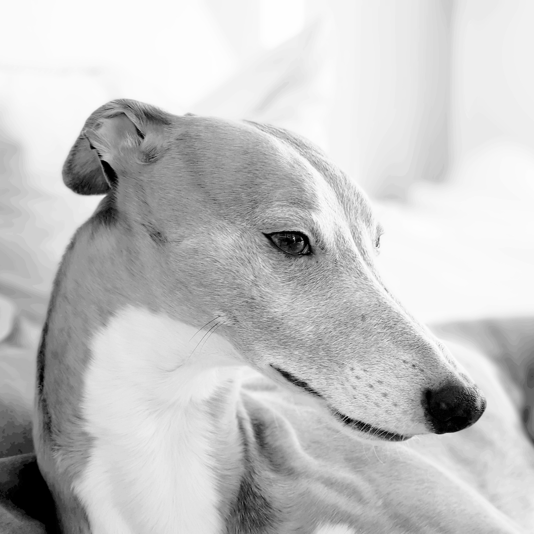 Mo